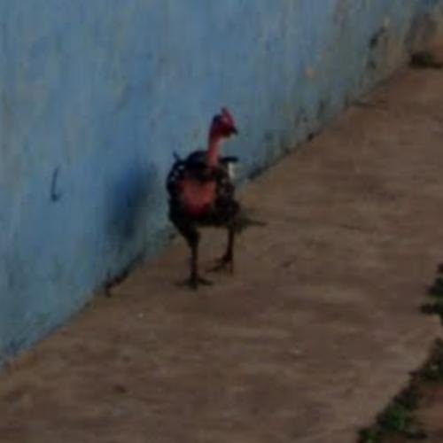 Descubre el Exclusivo Juego de Casino Chicken Road en España, chicken road casino