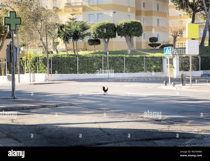 Chicken road, chicken road oficial